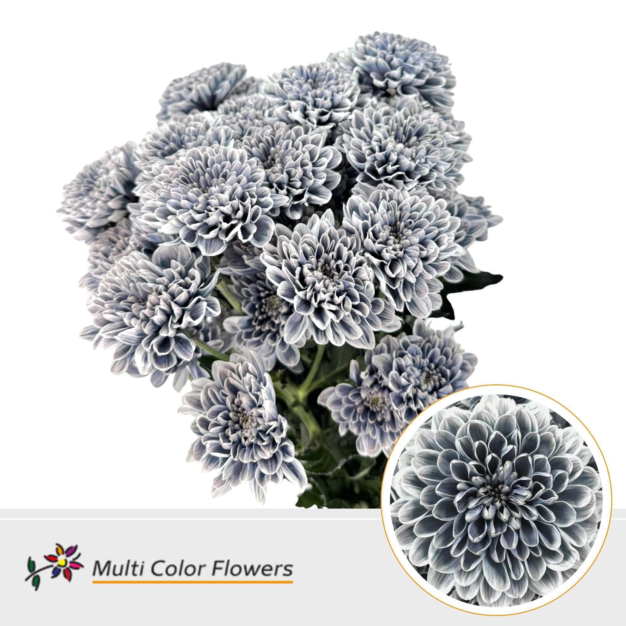 10x Chrysant altaj grijs 60cm