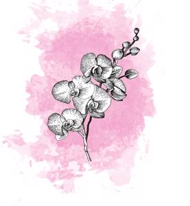 25x Phal. - roze