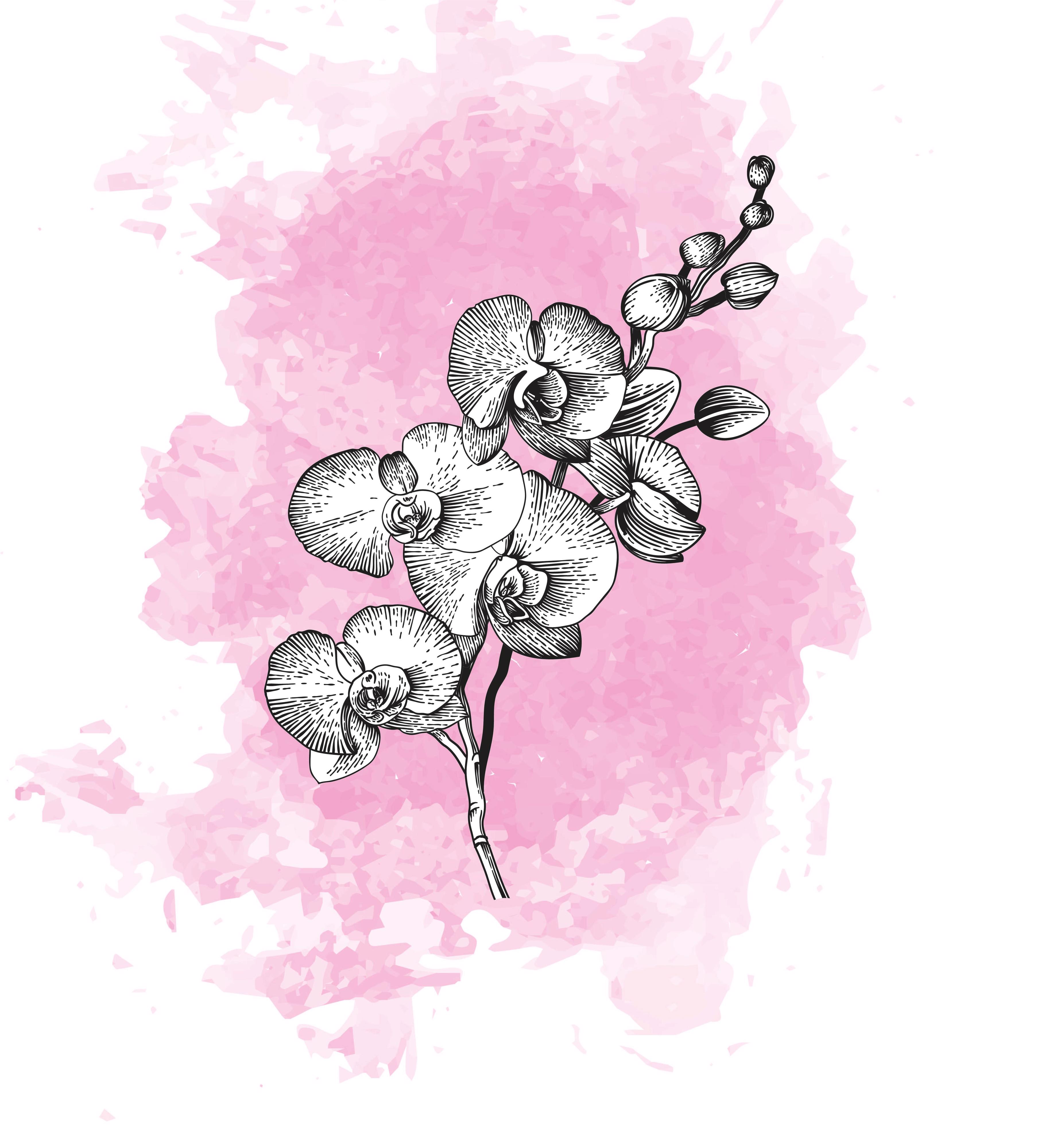 25x Phal. - roze