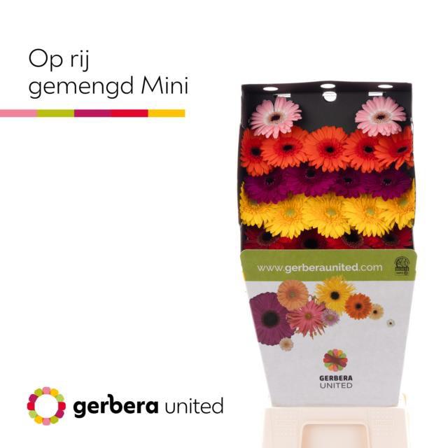 25x Germ.mix var.op rij 70cm