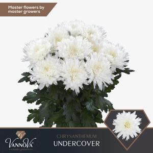 10x Chrysant undercover 70cm