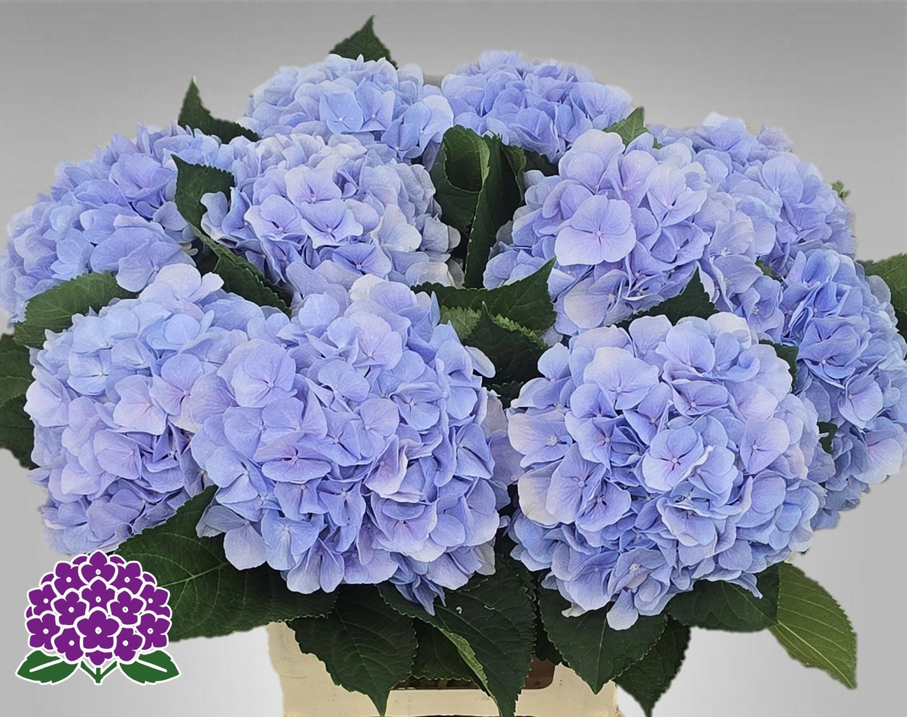5x Hydr.verena blauw 60cm