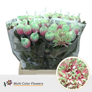 10x Chrysant antonov watermeloen 70cm
