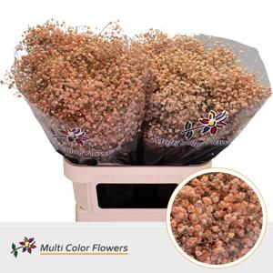 25x Gipskruid xlence apricot 80cm