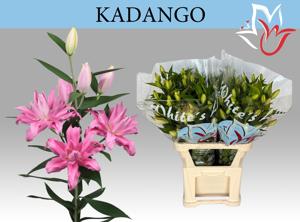 10x Lil.kadango 80cm