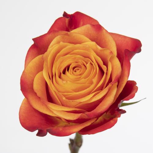 25x Rosa atomic 50cm