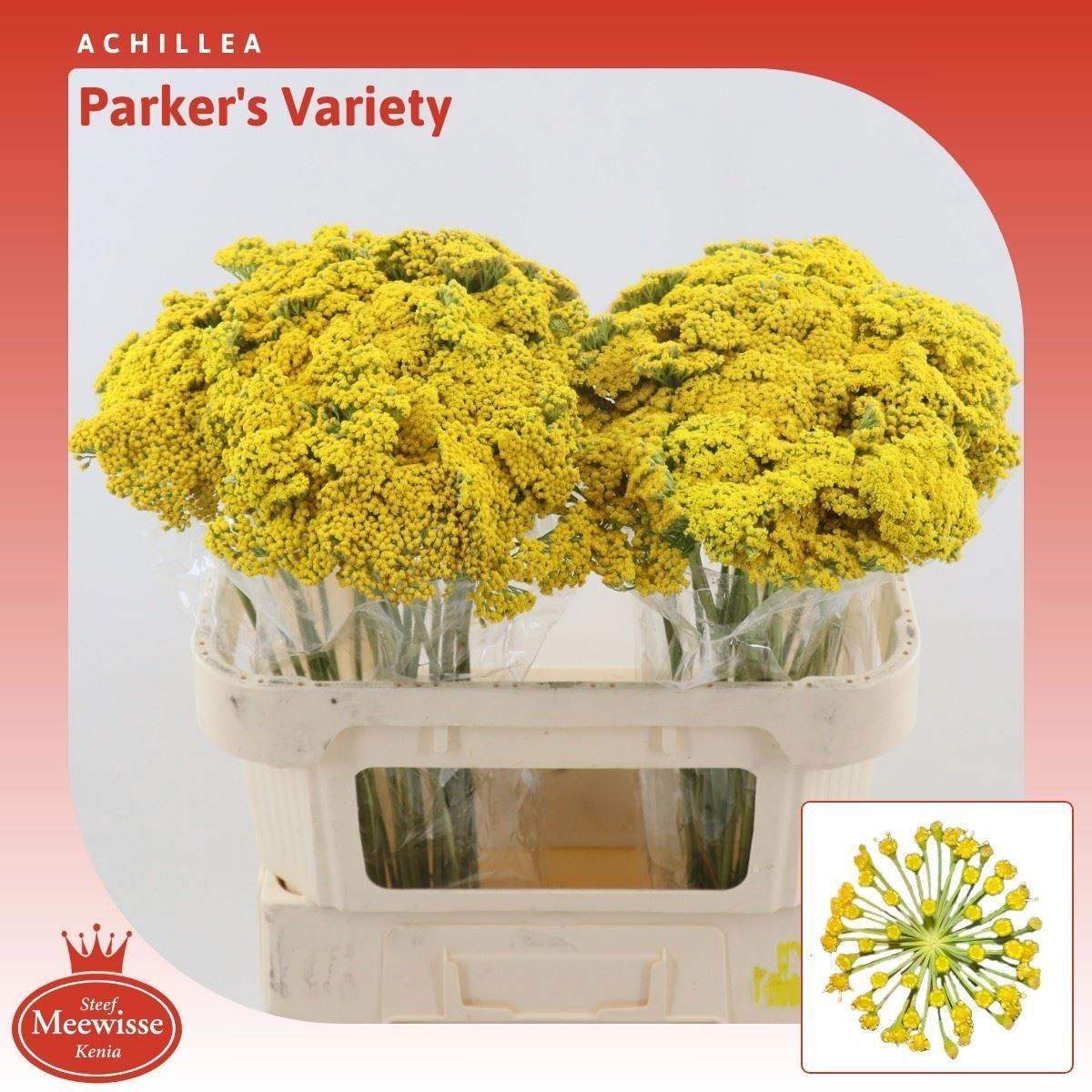 10x Achil.park.variety 70cm