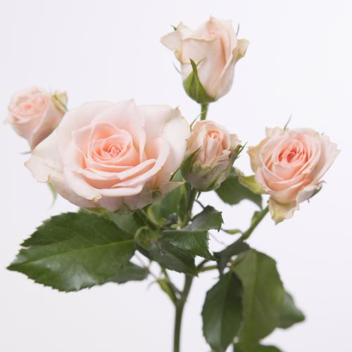 10x Rosa sweet sara 60cm