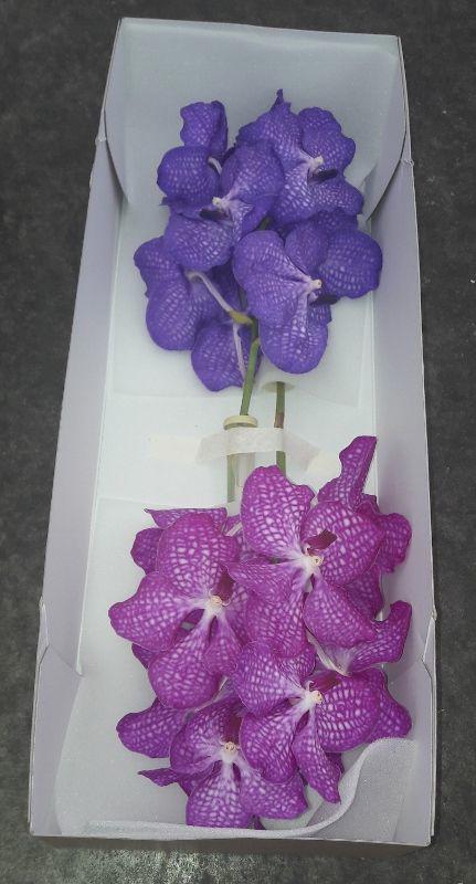 16x Vanda mix var.