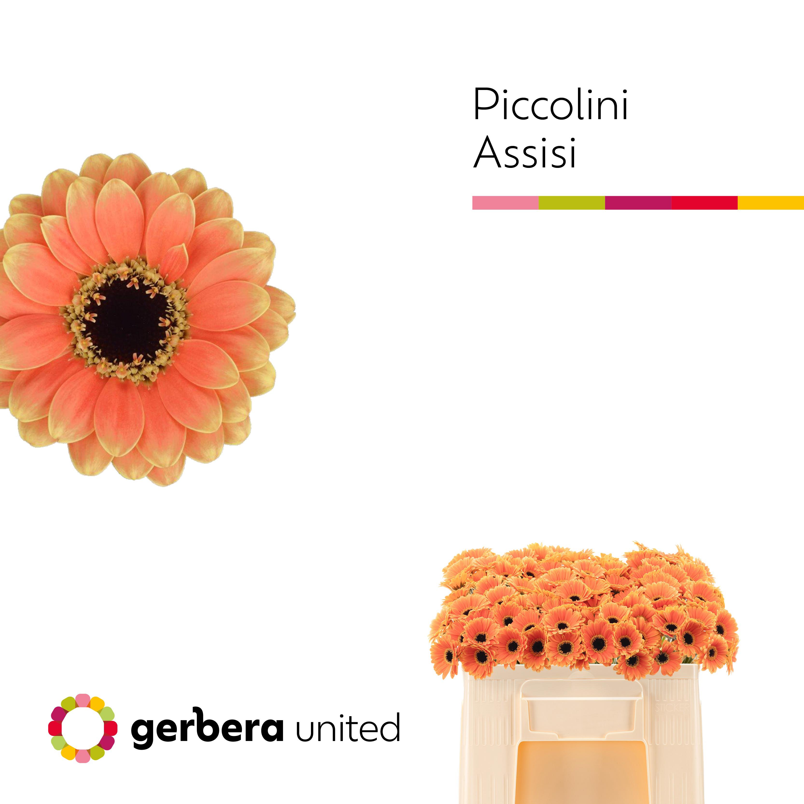 20x Germ.pic.assisi zh 50cm