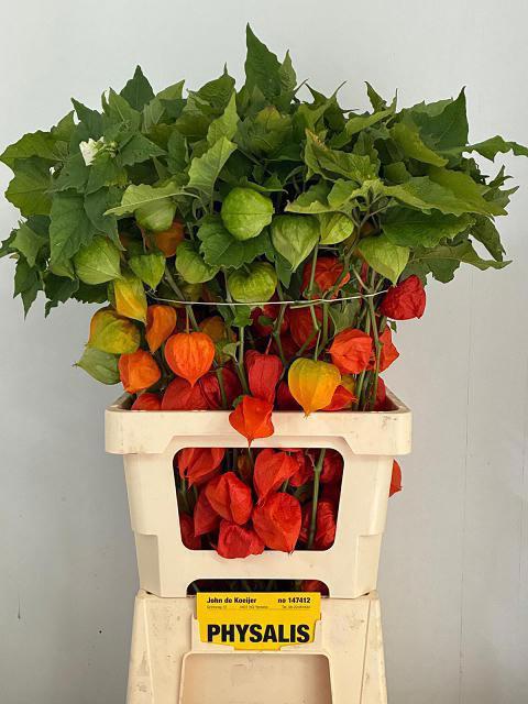 50x Phys.oranje 70cm