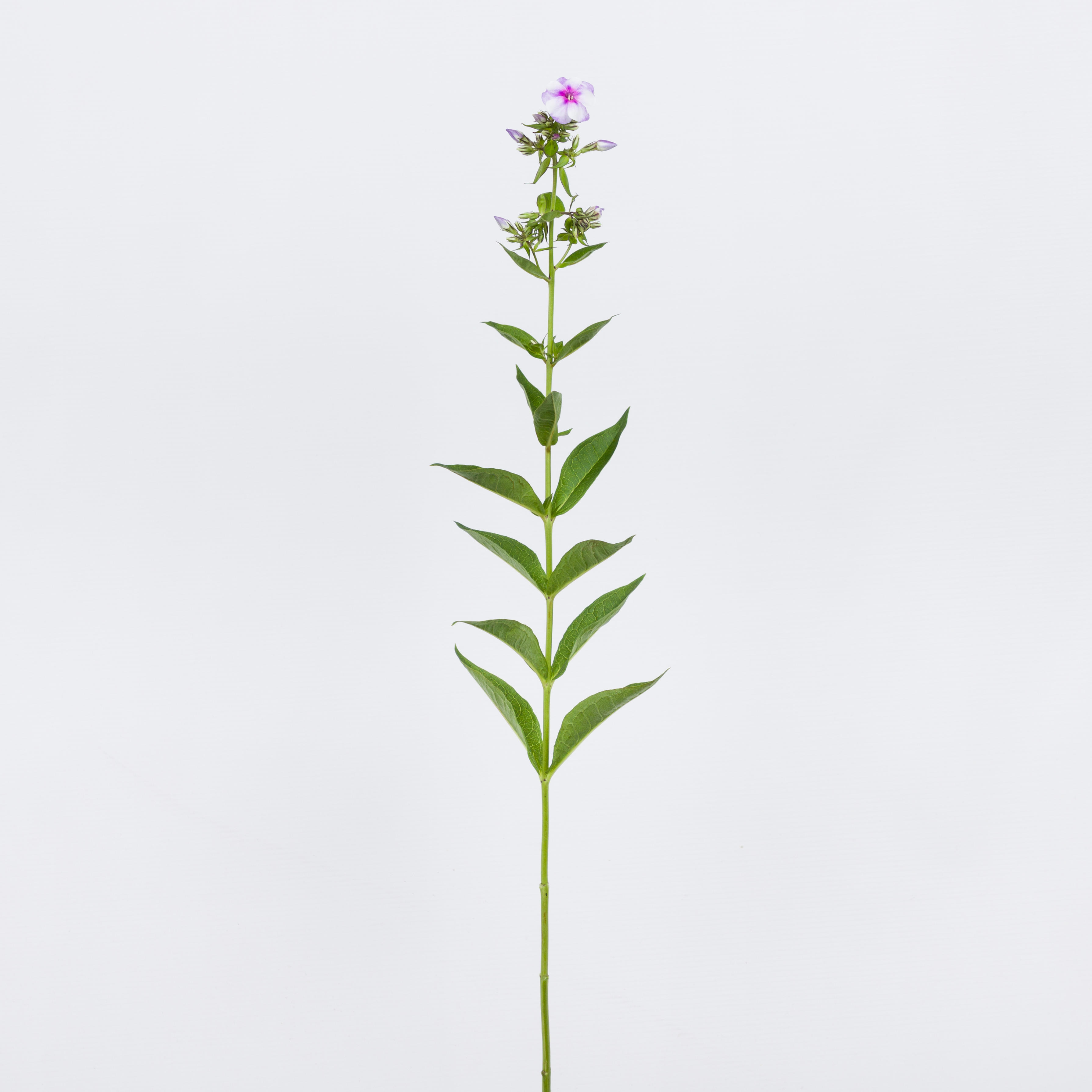 20x Phlox isabella 60cm