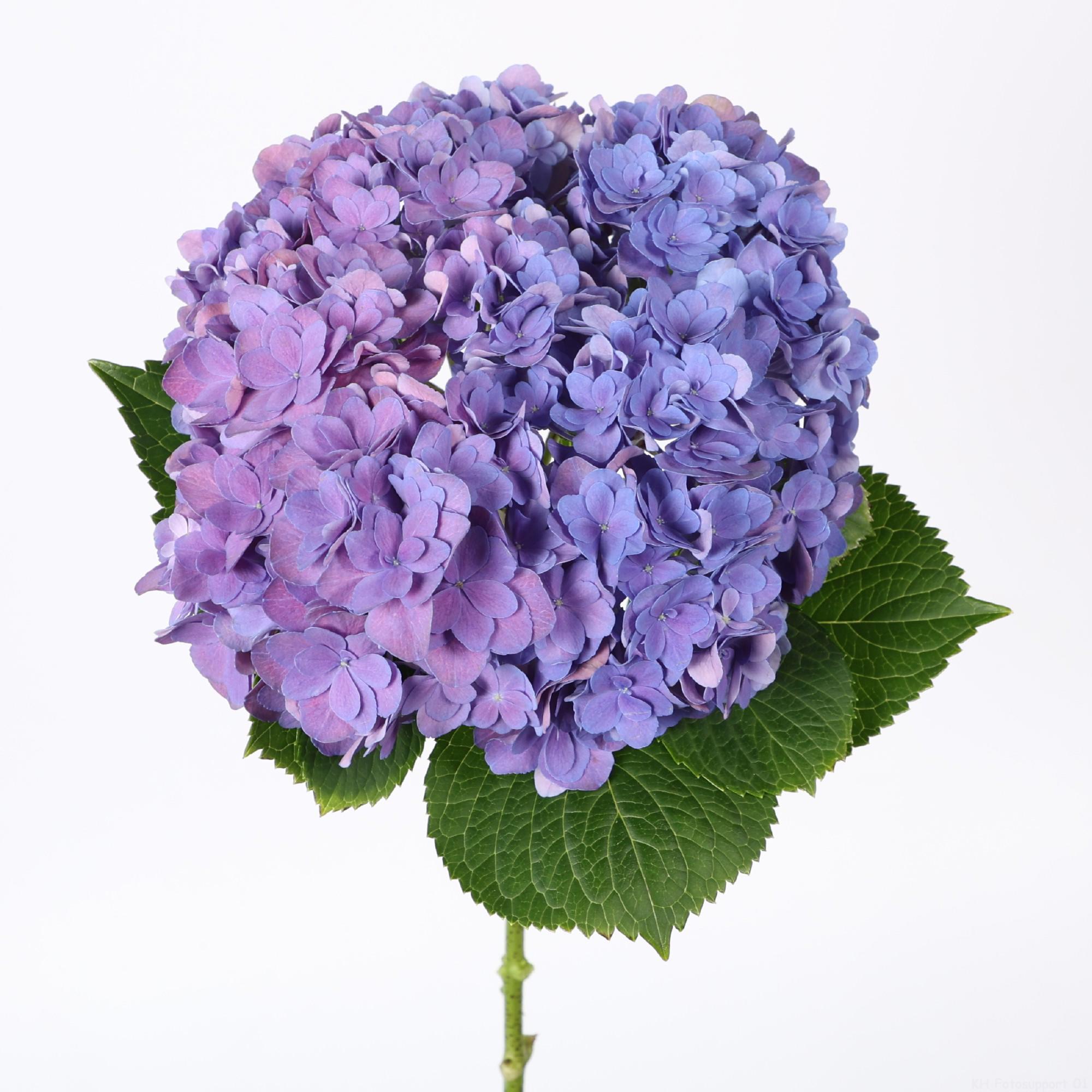 10x Hydr.royal empire 60cm