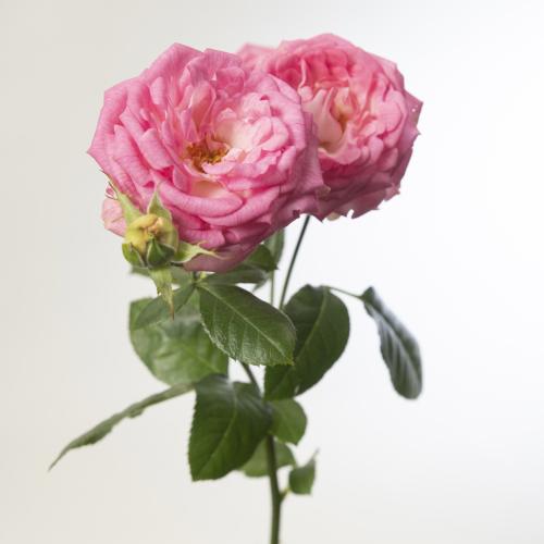 10x Rosa #sweety 50cm