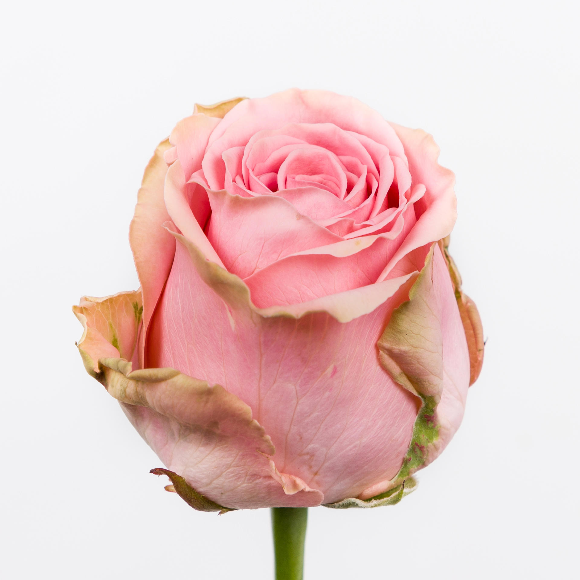 10x Rosa sophia loren 60cm
