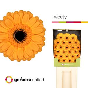25x Germ.tweety 70cm