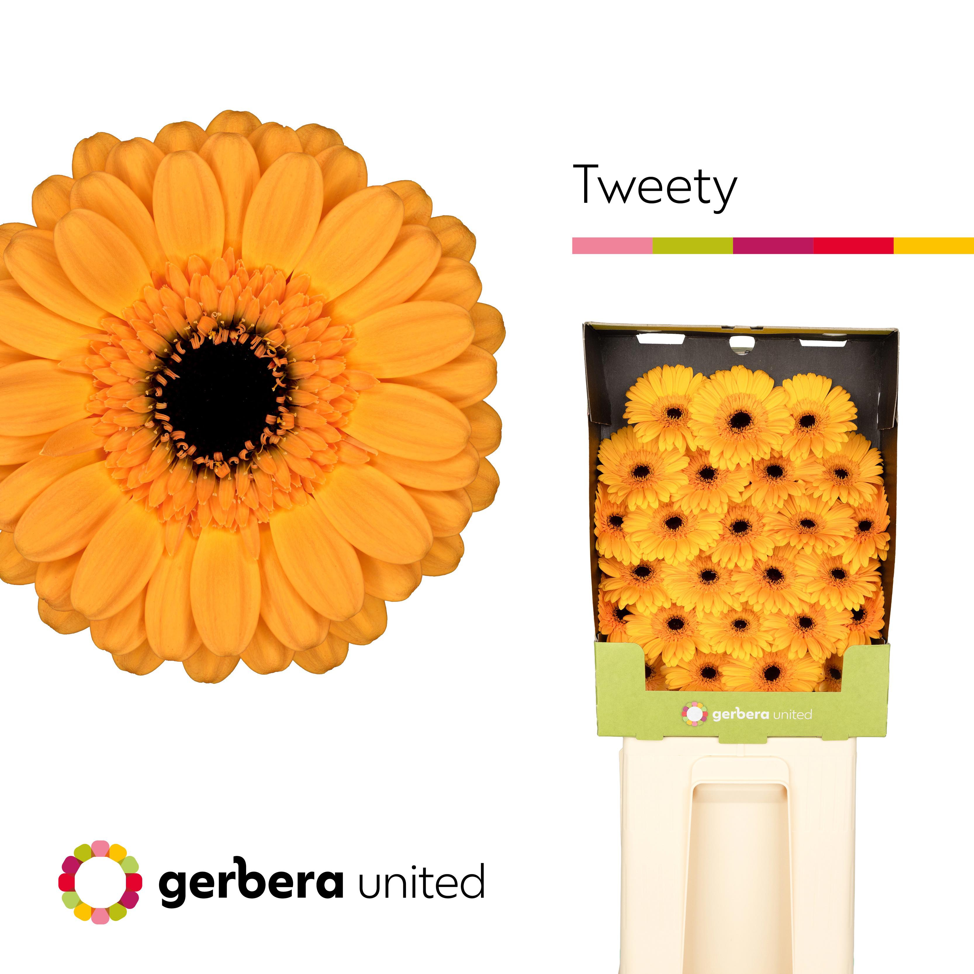 25x Germ.tweety 70cm