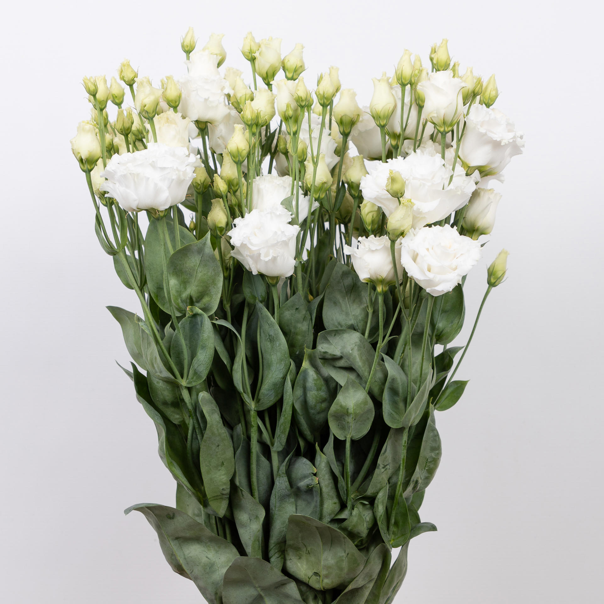 10x Eust.celeb chrystal du 70cm
