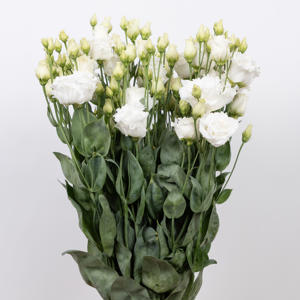 10x Eust.celeb chrystal du 70cm