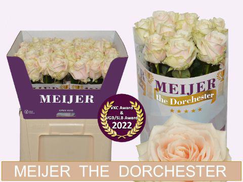 10x Rosa dorchester+ 60cm
