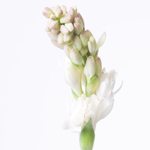 10x Polianthes tuberosa 80cm