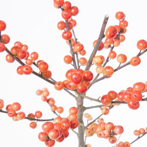 5x Ilex oudijk's oranje 70cm