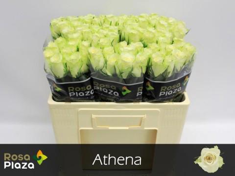 20x Rosa athena 50cm