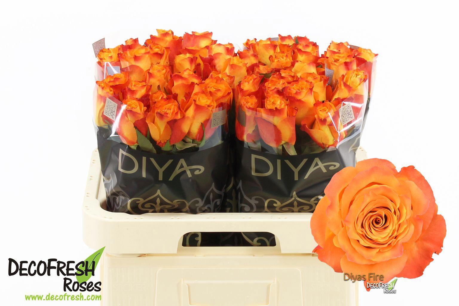 10x Rosa diya's fire 60cm