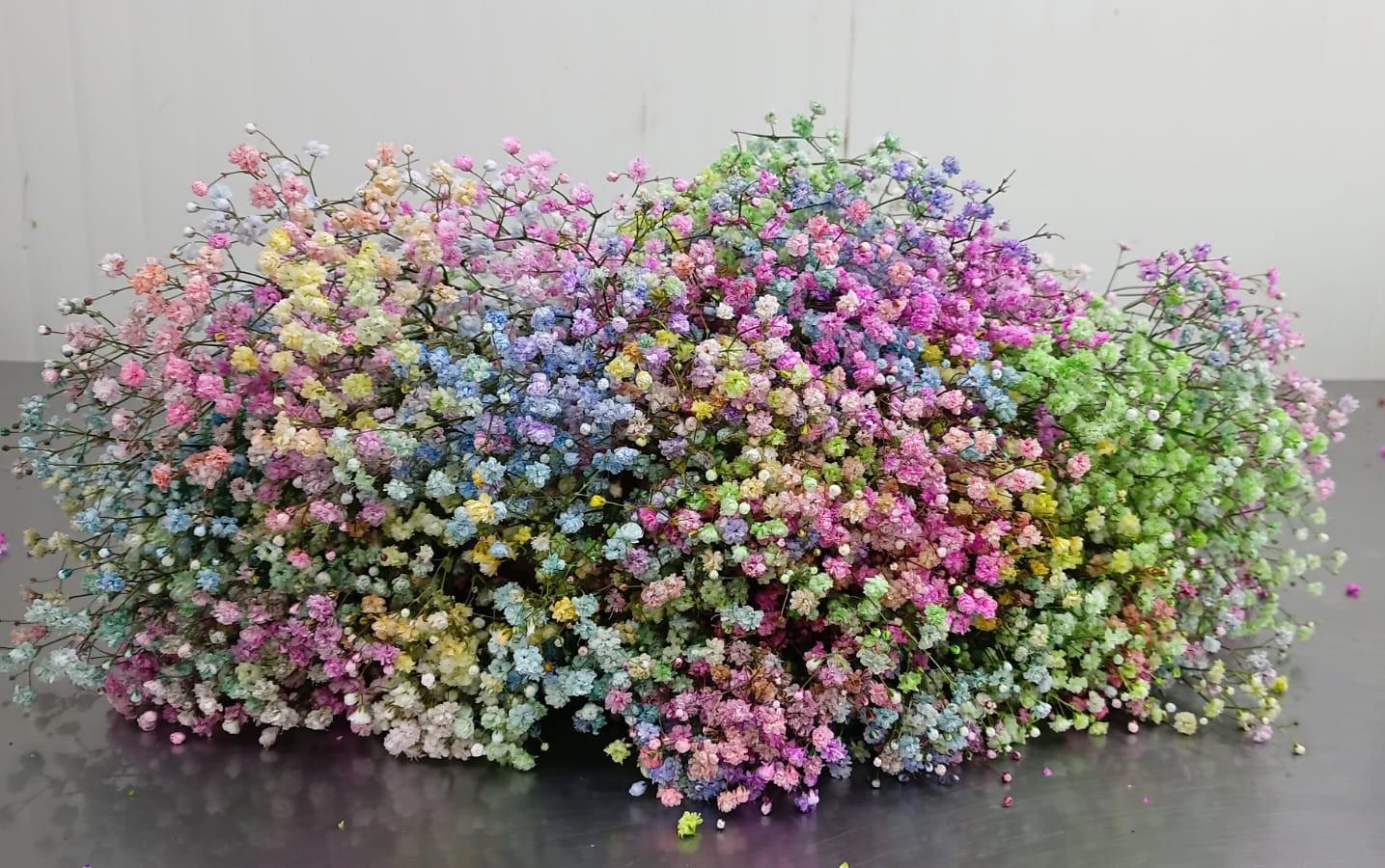 25x Gipskruid xlence rainbow 80cm