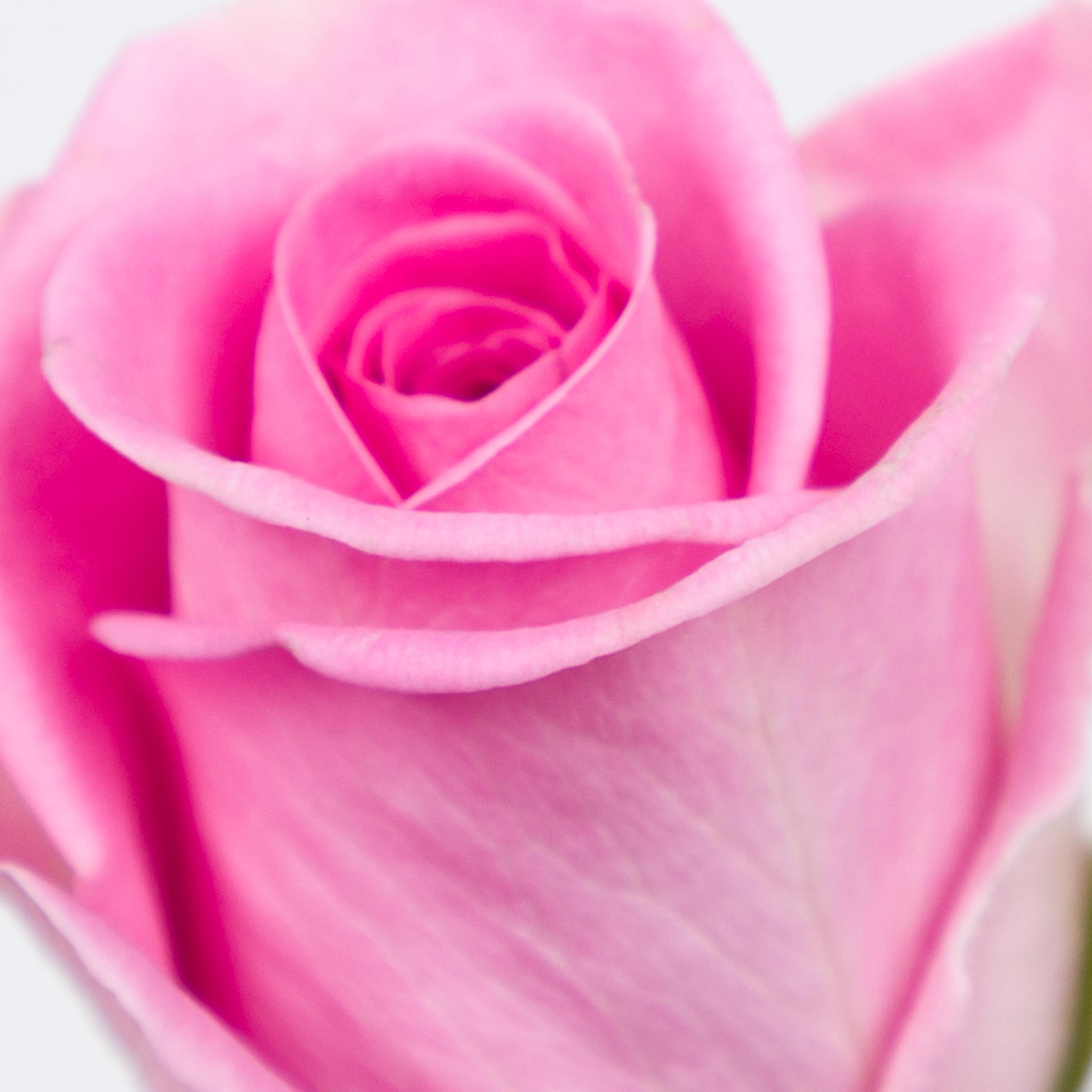 20x Rosa aqua! 60cm