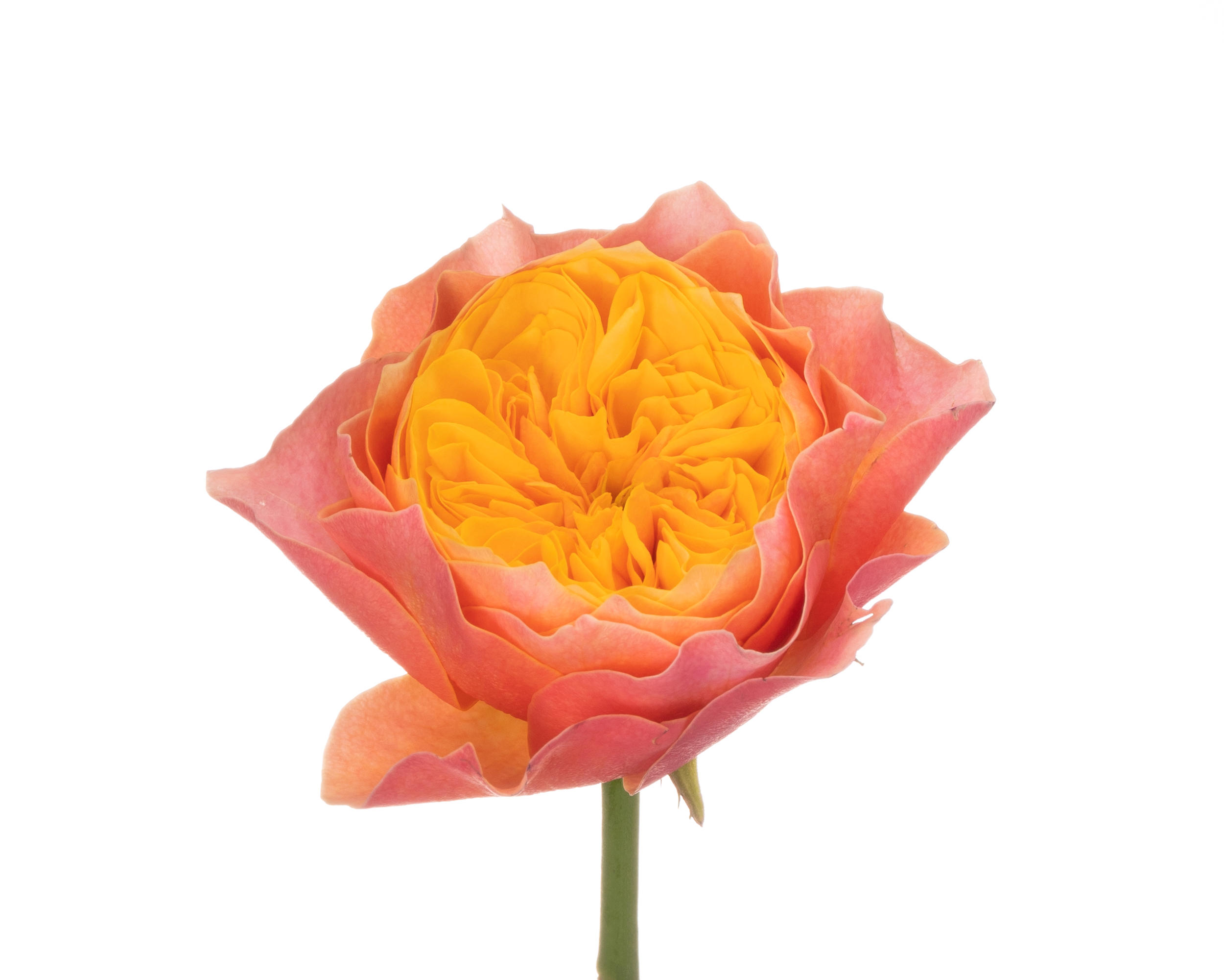 10x Rosa kensington gardens! 30cm