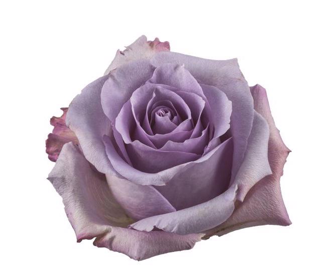 20x Rosa ocean song 50cm