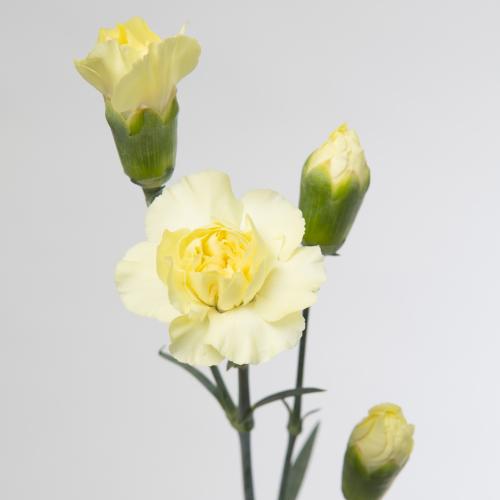 20x Dian.tr.cantate 60cm