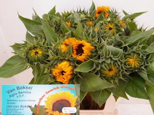 10x Helianth.sunr.orange 80cm