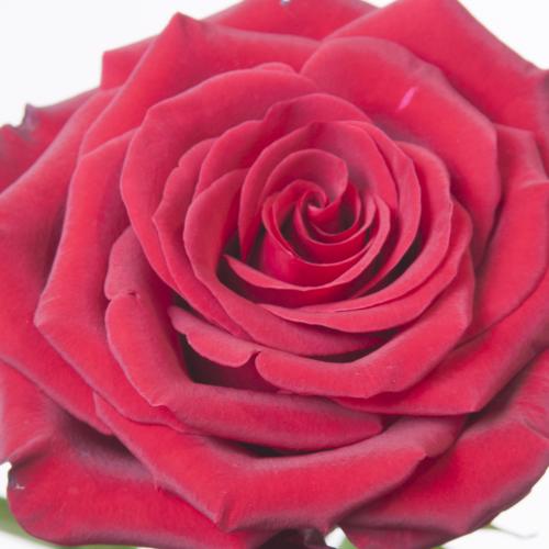 20x Rosa furiosa 40cm