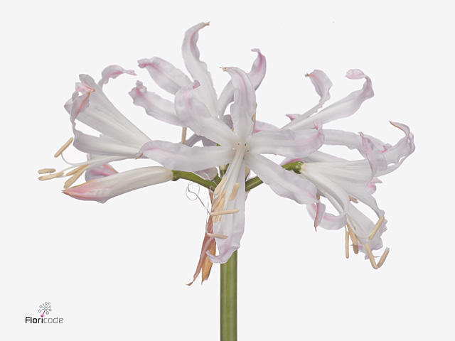 10x Nerine bicolor bionce 80cm