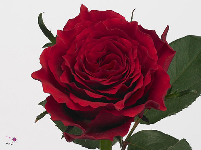 20x Rosa cassis 60cm