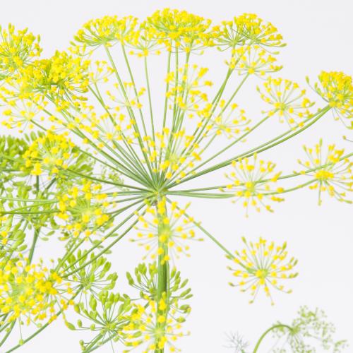 20x Anethum graveolens 60cm