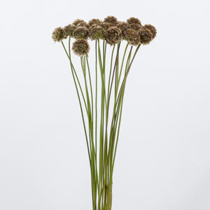 20x Scabiosa stellata 70cm