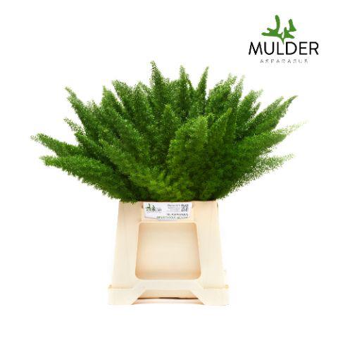 50x Aspar.myers 50cm