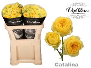 10x Rosa catalina 70cm