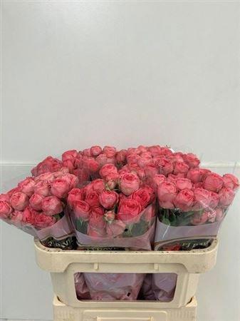 10x Rosa giselle! 70cm