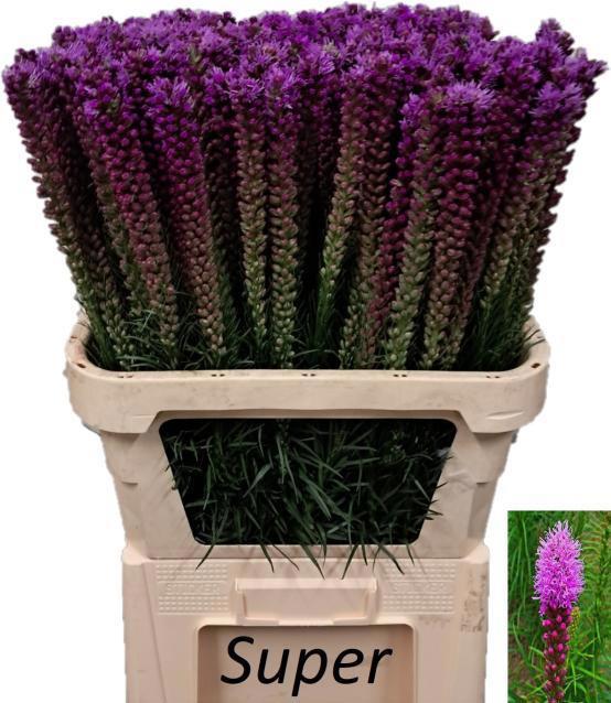 50x Liatris callilepis 80cm