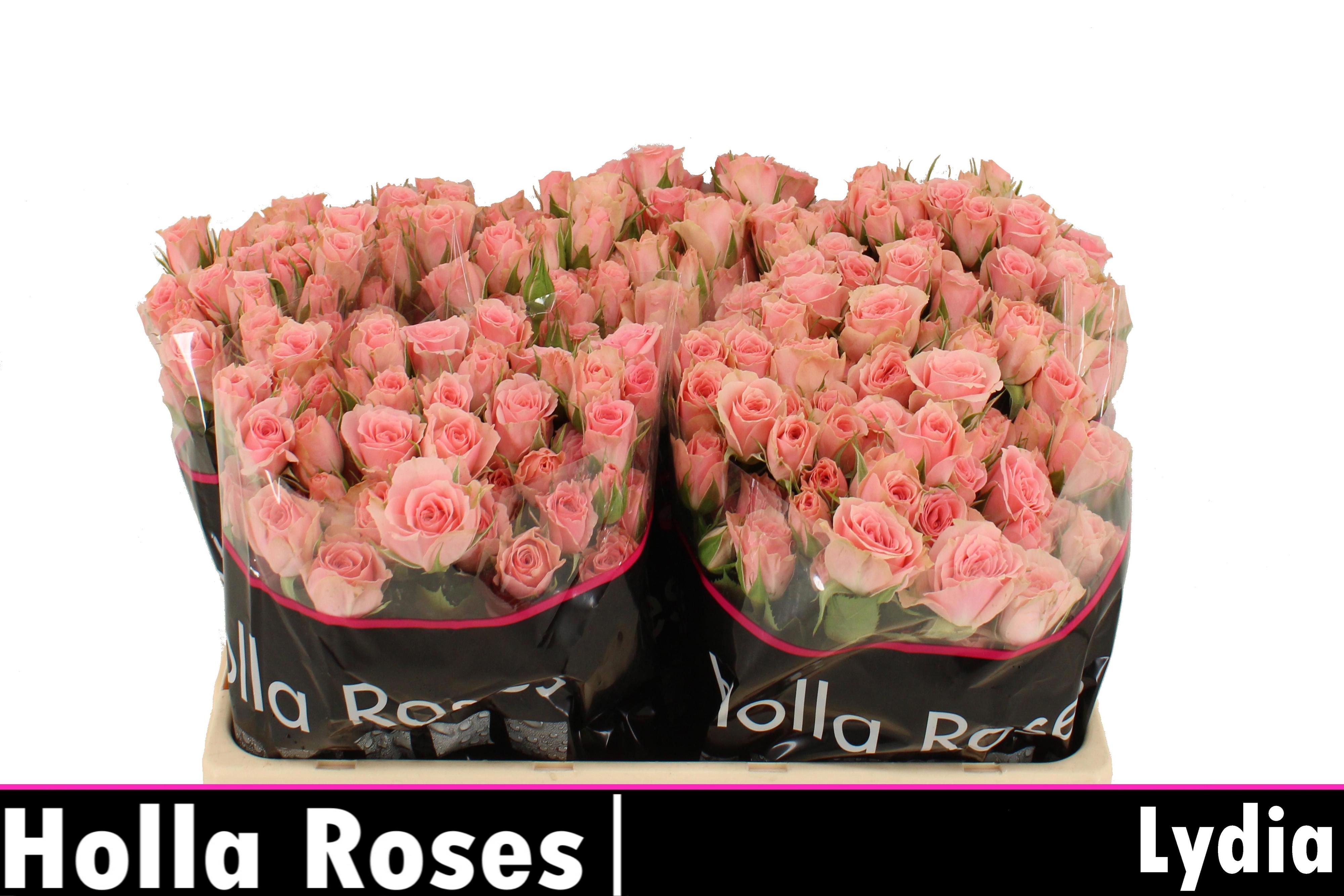 10x Rosa lydia 50cm