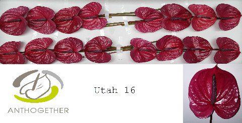 16x Anth.utah 10cm