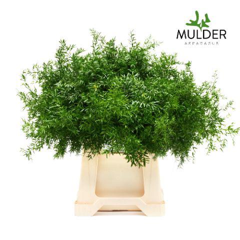 50x Aspar.cwebe 50cm