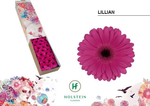 60x Germ.lillian 40cm