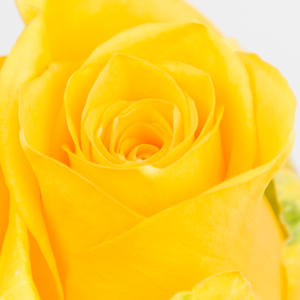 20x Rosa moonwalk 50cm