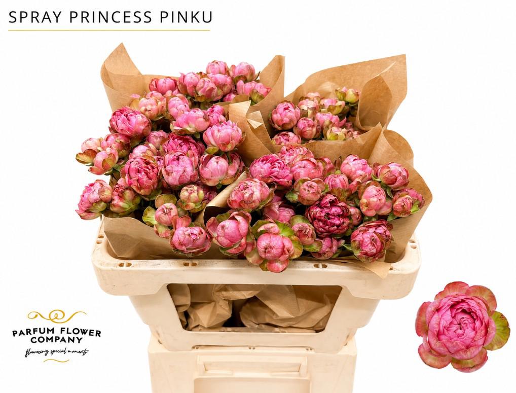 12x Rosa princess pinku 50cm