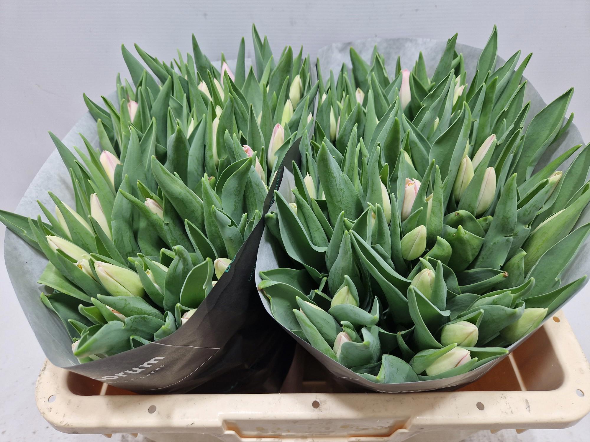 50x Tulipa dynasty en 40cm